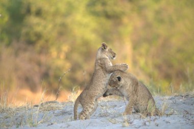 Savanada oynayan iki vahşi aslan.