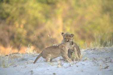 Çöldeki genç aslan.