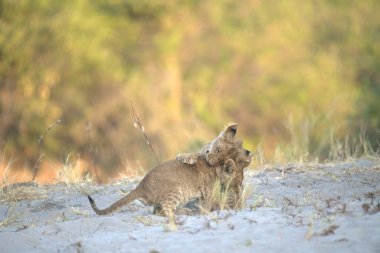 Çimenlerdeki dişi aslan.