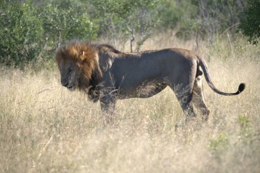 Afrika 'nın bozkırındaki aslan