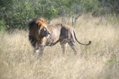 Kenya 'nın ulusal parkında çimlerde büyük bir erkek aslan.