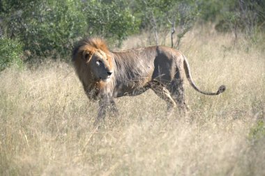 Güney Afrika 'daki Kruger Ulusal Parkı' nda Aslan
