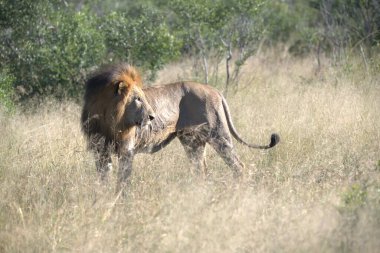 Kenya savanındaki aslan