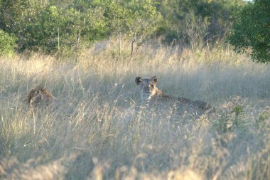 # Savananın otlarındaki aslan #