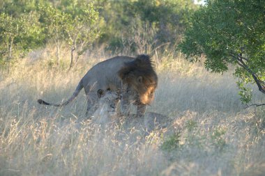 Aslan Aslanı (panthera leo) Güney Afrika 'daki Kruger Ulusal Parkı' nda yürüyor