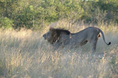 Kenya savanındaki aslan