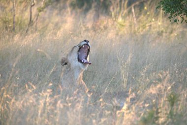 Parktaki çimlerde bir erkek aslan..