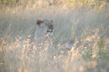 Afrika 'daki Kruger Ulusal Parkı' nda aslan var.