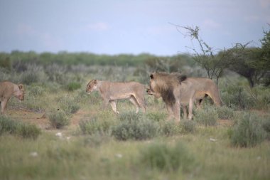 Savanadaki bir grup aslan.