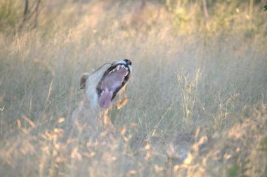 Ormanda beyaz bir kurt