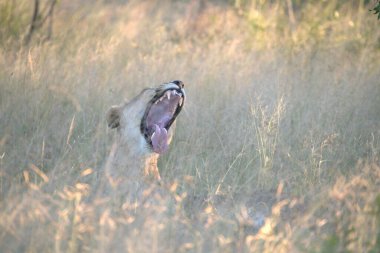 Bir erkek aslan bozkırda