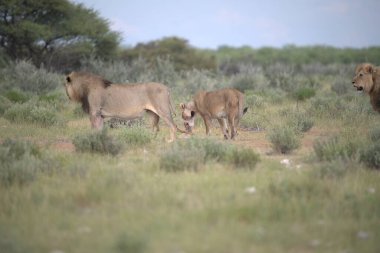 Savanadaki bir grup aslan.