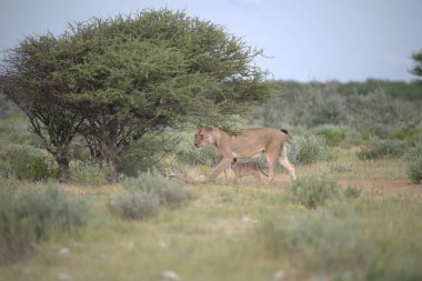 Utah çölünde vahşi atlar