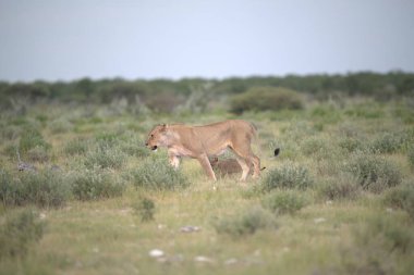 Otların arasındaki bir aslanın güzel bir görüntüsü.