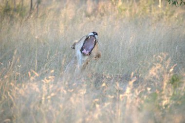 Ormandaki güzel bir geyik resmi.