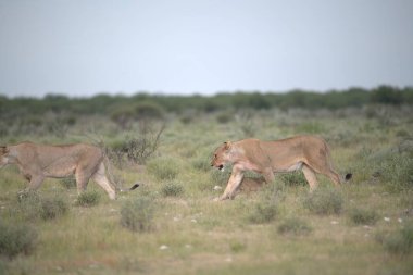 Kenya savanındaki aslanlar