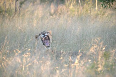 Güney Afrika 'daki Kruger Ulusal Parkı' nda dişi aslan.
