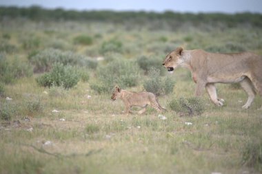Vahşi aslan yavrusu