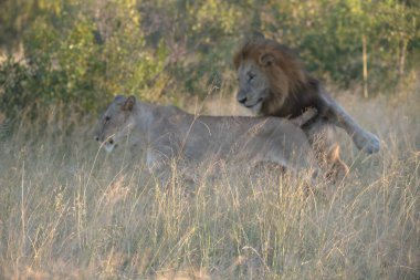 Erkek aslan erkek ve dişi aslan Afrika 'da günbatımında çimlerin üzerinde.