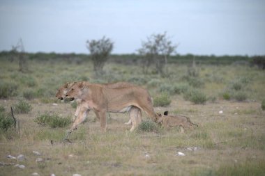 Aslan yavrusu bozkırda çimenlerde oynuyor.