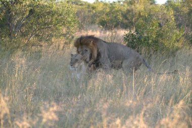 Aslan (panthera leo) Güney Afrika 'daki Kruger Ulusal Parkı' nda..