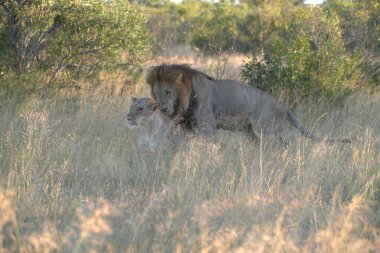 Lion (panthera leo), Kruger Milli Parkı, Güney Afrika