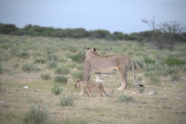 Çimlerde genç bir aslan yavrusu
