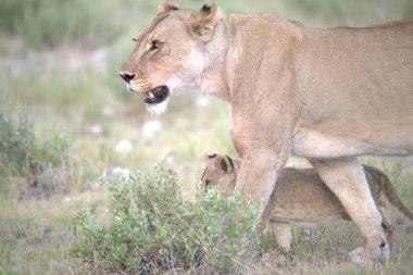 Dişi dişi aslan yavrusu çimlerin üzerinde yavru yavrusuyla oynuyor.