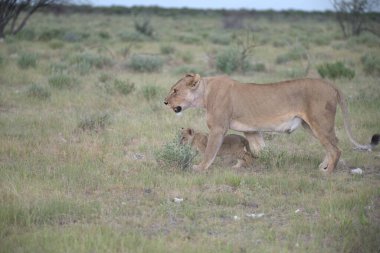Savanadaki aslanlar, Kenya