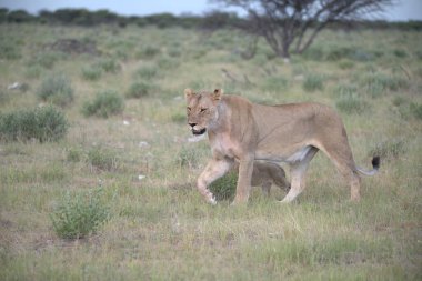 Güney Afrika 'daki Kruger Ulusal Parkı' nda çimlerin üzerinde yürüyen aslan yavrusu..