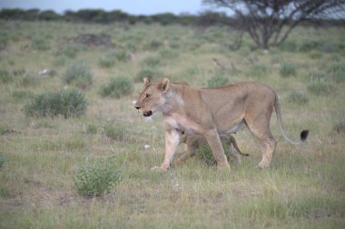 Otların arasında yürüyen bir dişi aslan.