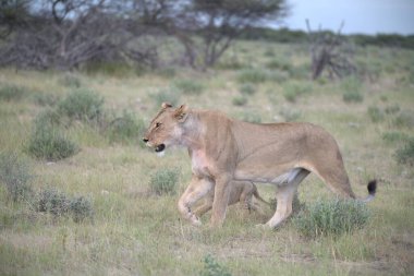 Dişi aslan çimenlerde yürüyor. Panthera Leo..