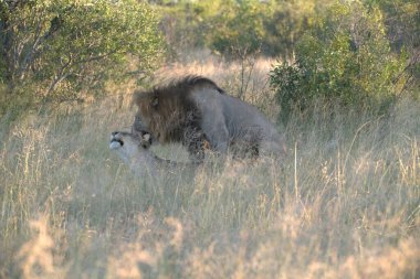 Aslan ın kruger national park, Güney Afrika