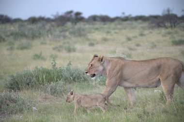 Aslan yavrusu doğada