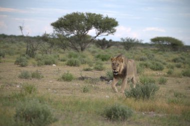 Kenya bozkırında dişi aslan vahşi doğada.
