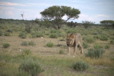 Kenya 'nın kuzeyindeki savanda dişi aslan.