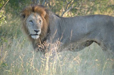 Kenya, Ulusal Park 'ta aslan