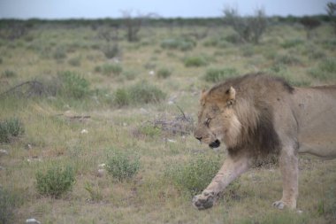 Vahşi aslanlar, savana hayvanları, doğa hayvanları.