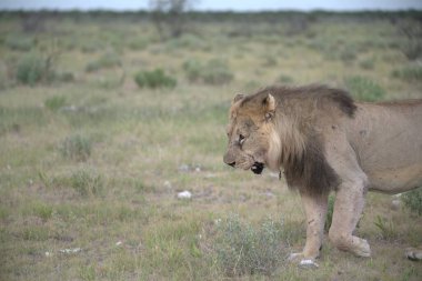 erkek aslan çim yürüyüş