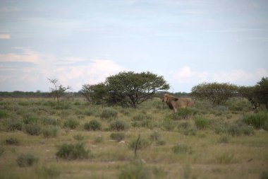 Afrika, Kenya savanındaki aslan.