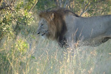 Zimbabwe savanındaki aslan.