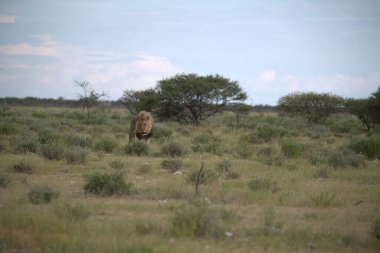 Kenya bozkırında vahşi bir aslan