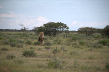 Namibya 'daki Etoşa Milli Parkı' nda vahşi aslan.