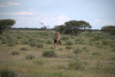 Kenya savanasında bir aslan.