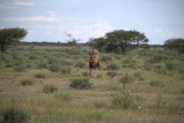Güzel aslan savanada yürüyor.