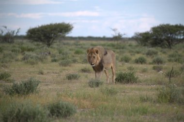 Savanadaki vahşi aslan