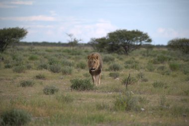 Afrika, Kenya savanındaki aslan.