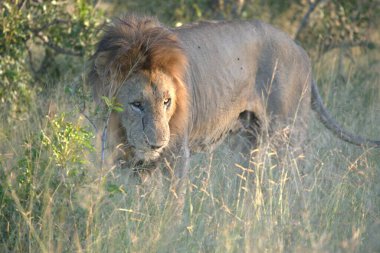 Kenya savanındaki aslan