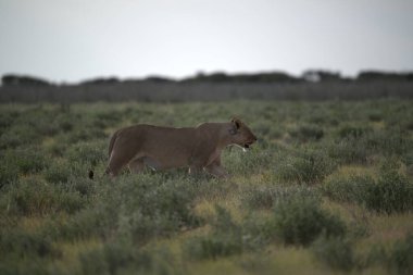 Ulusal Namibya parkında çölde çimlerin üzerinde yürüyen dişi aslan yavrusu.