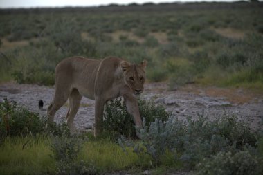 Kenya savanındaki aslan
